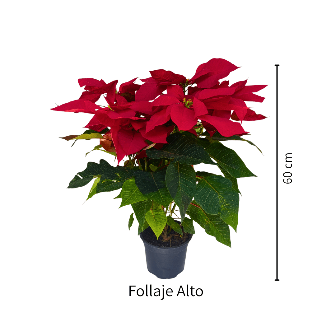 Nochebuena - Vivo Interior