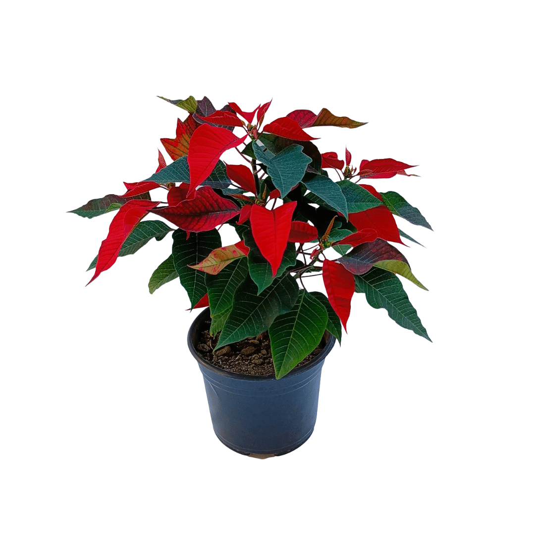 Nochebuena - Vivo Interior