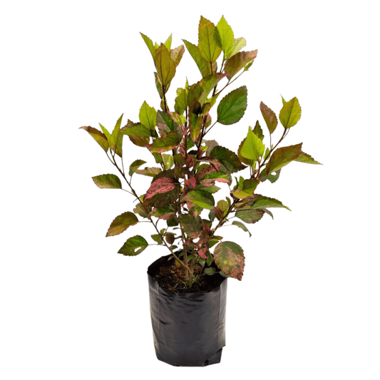 Obelisco variegado - Vivo Interior