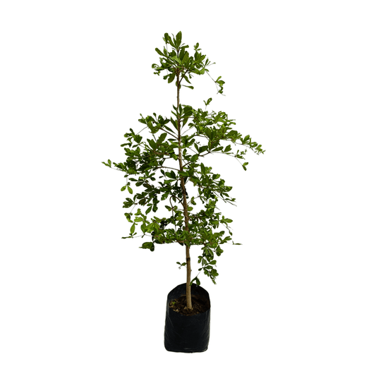 Olivo negro - Vivo Interior