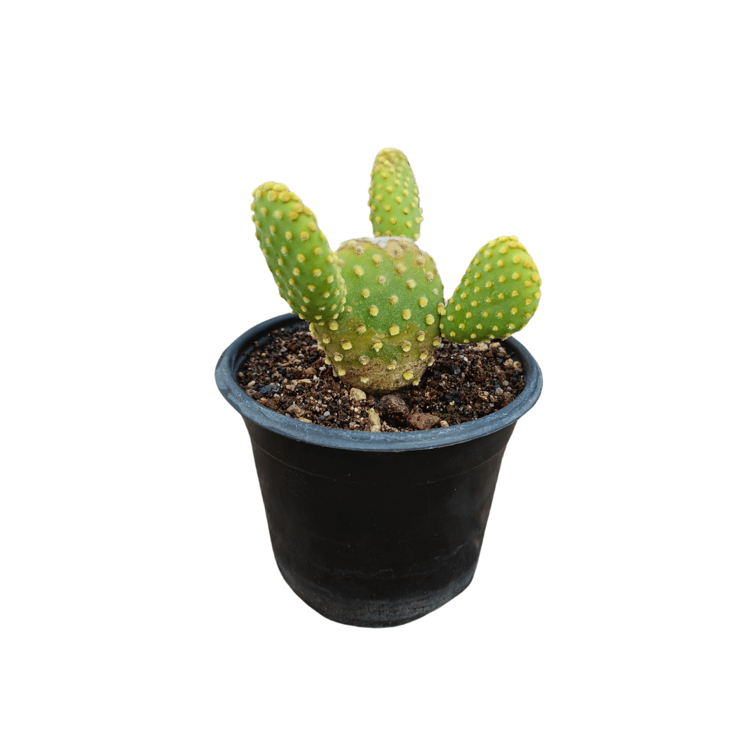 Opuntia Microdasys - Vivo Interior