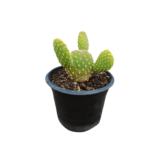 Opuntia Microdasys - Vivo Interior