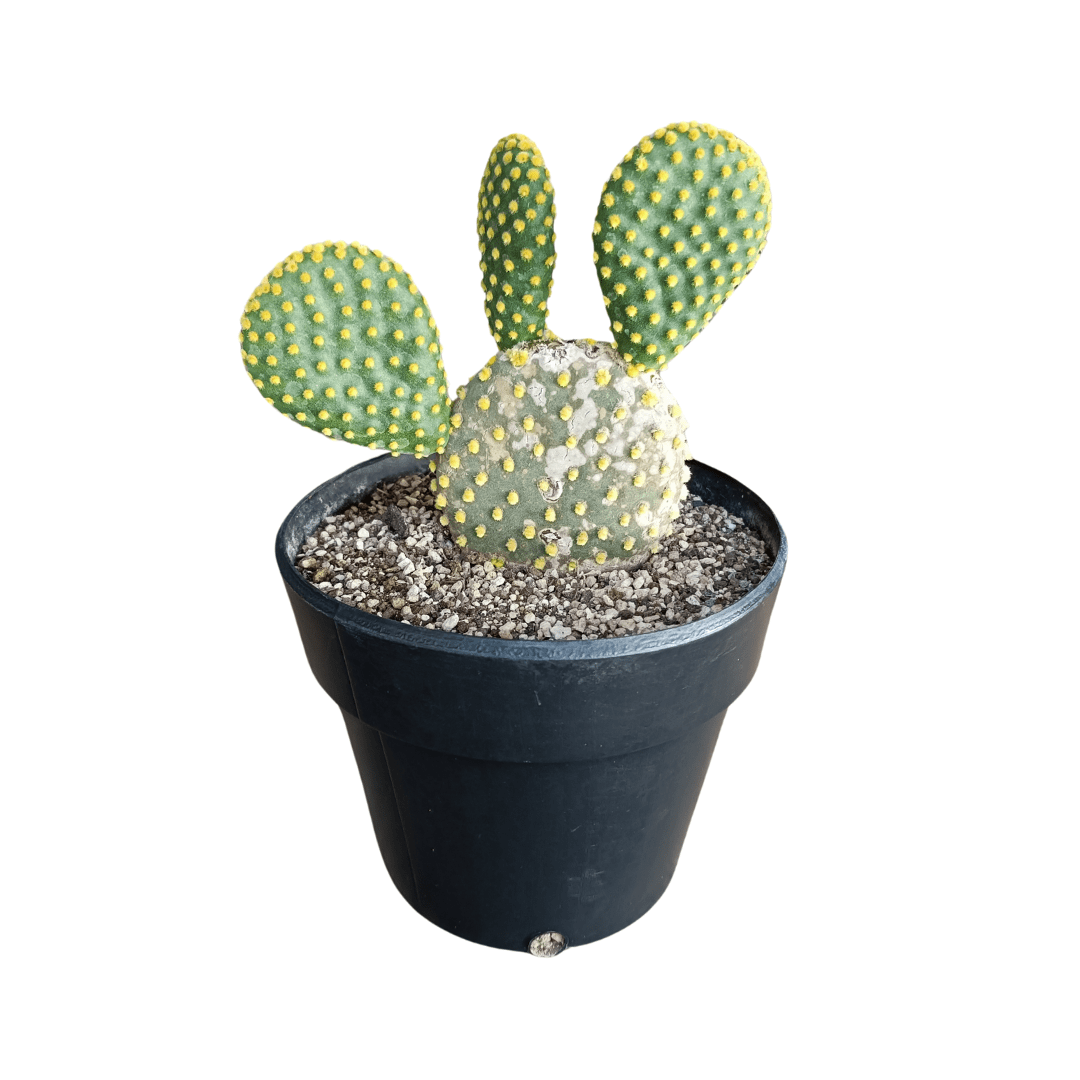 Opuntia Microdasys - Vivo Interior