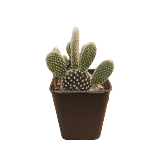 Opuntia Microdasys Blanca - Vivo Interior