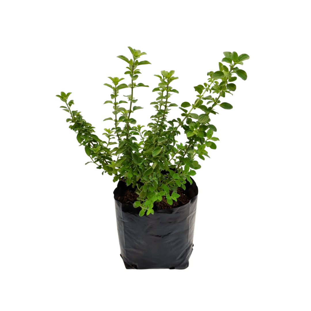 Orégano - Vivo Interior