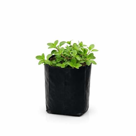 Planta de orégano natural en maceta Vivo Interior