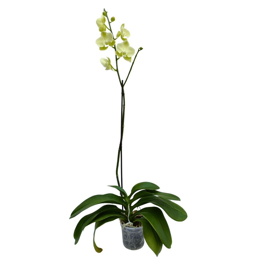 Orquídea - Vivo Interior