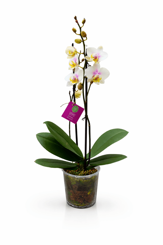 Orquídea multiflora - Vivo Interior