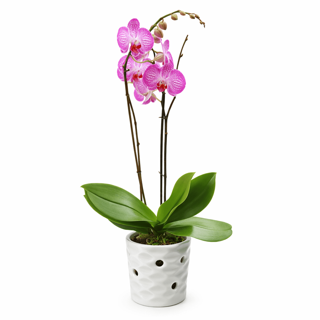Orquídea sagitario - Vivo Interior