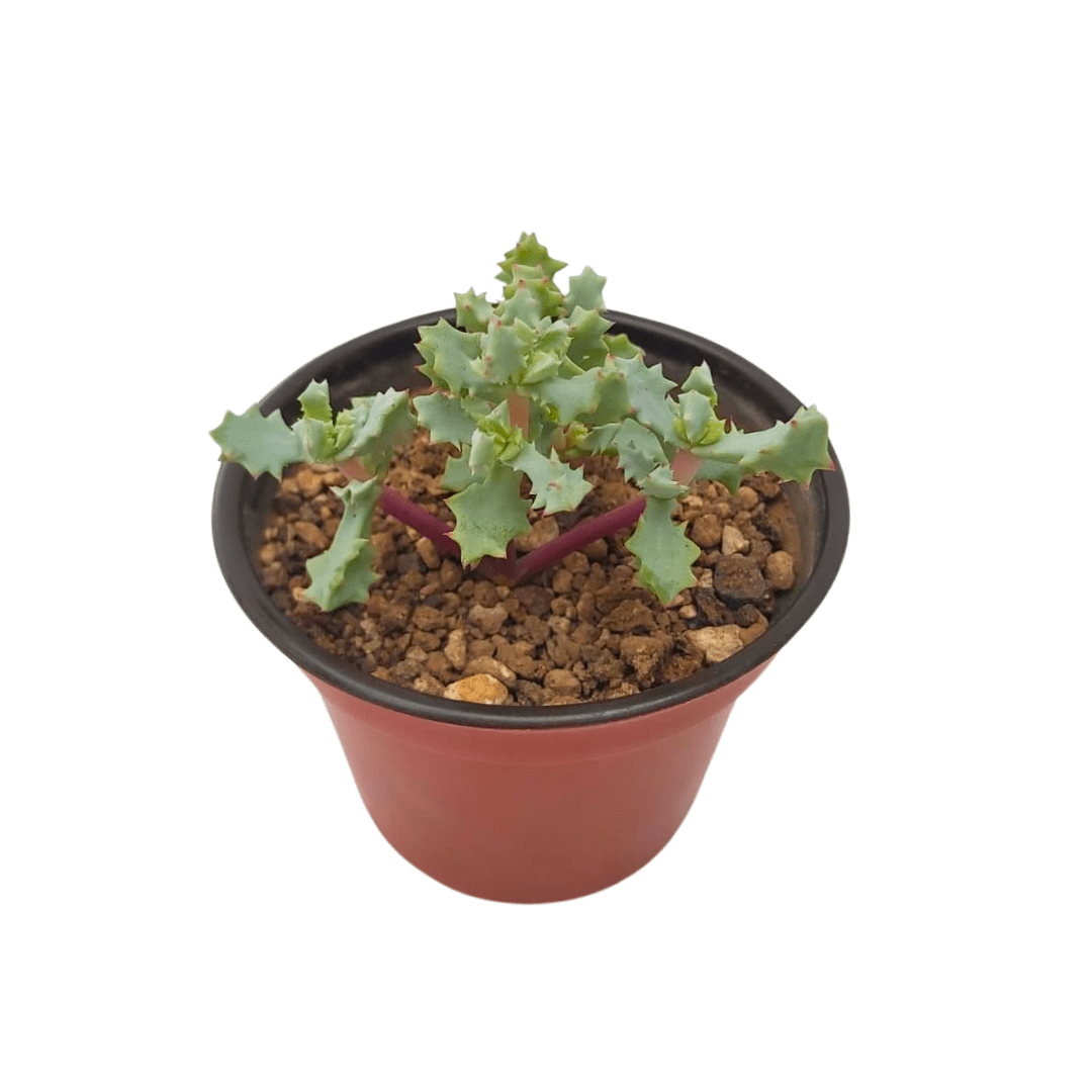 Oscularia deltoides - Vivo Interior