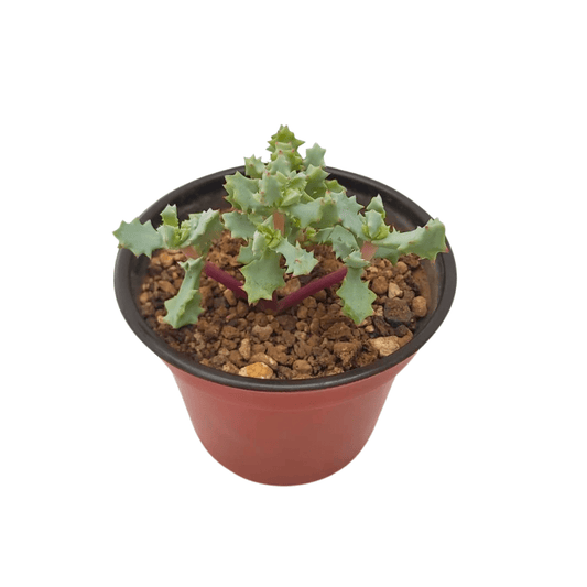 Oscularia deltoides - Vivo Interior
