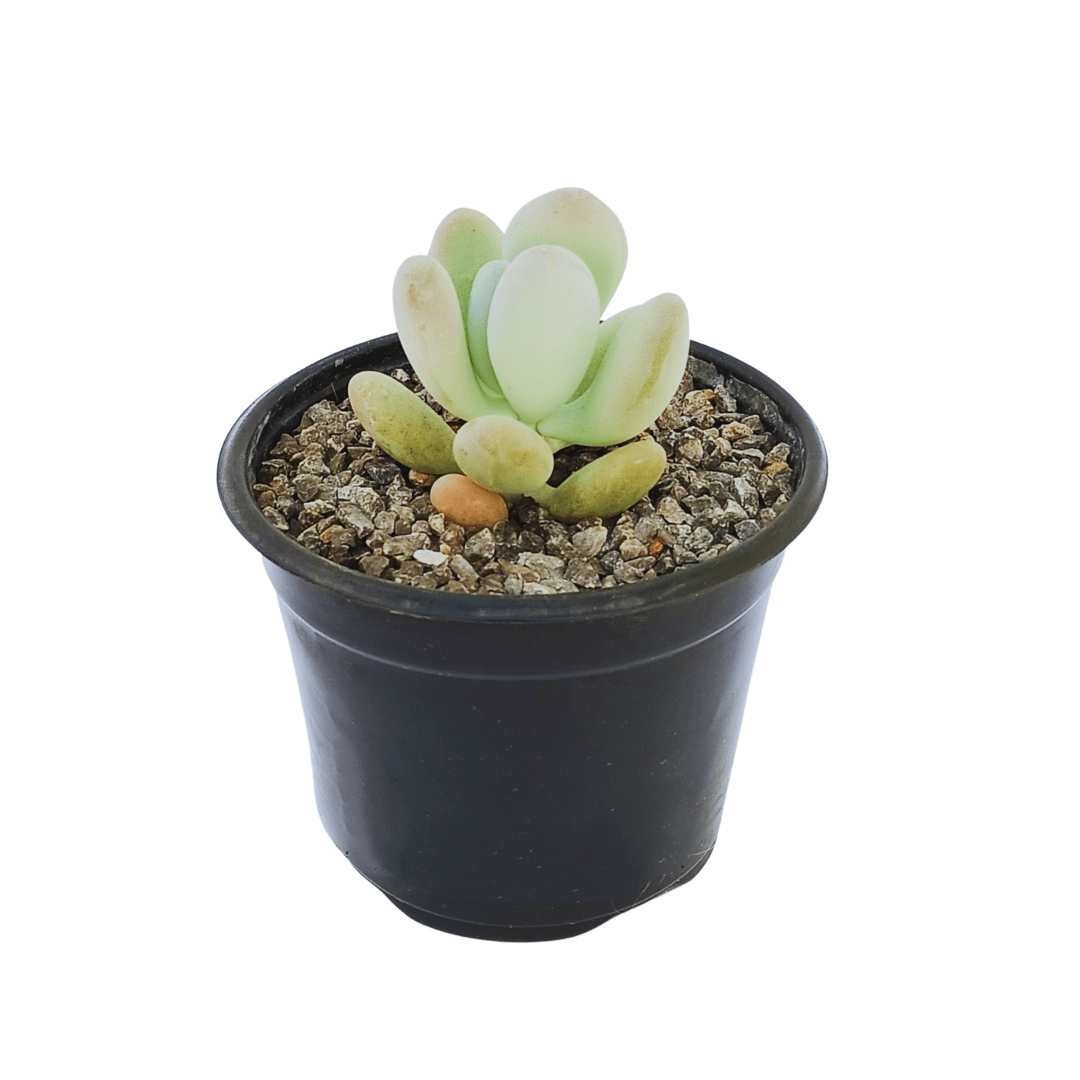 Pachyphytum Bracteosum - Vivo Interior