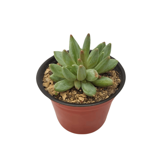 Pachyphytum Hookeri - Vivo Interior