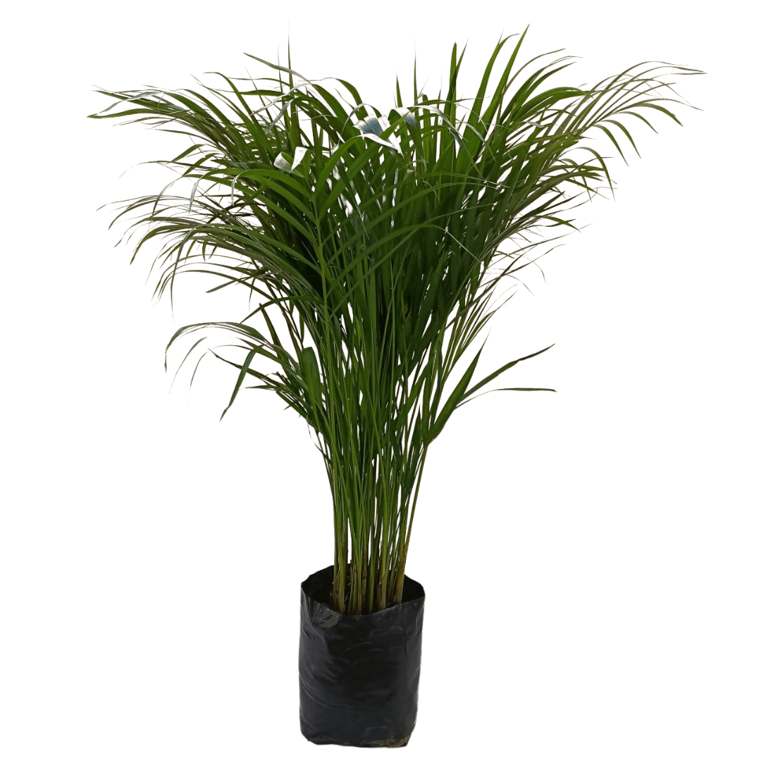 Palma areca - Vivo Interior