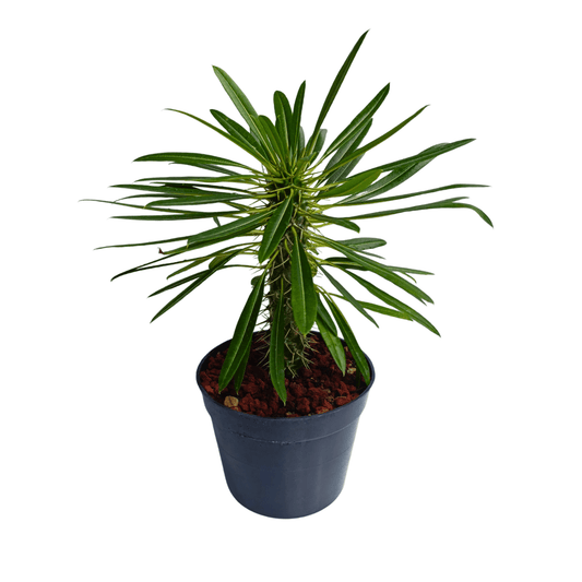 Palma de Madagascar - Vivo Interior