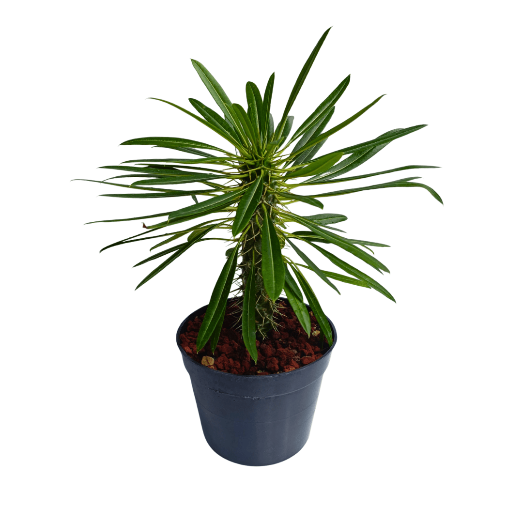Palma de Madagascar en maceta con tronco espinoso y hojas verdes