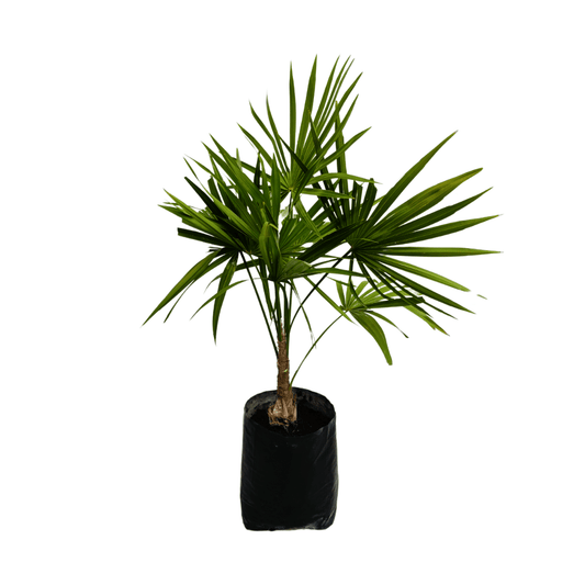 Palma Estrella - Vivo Interior