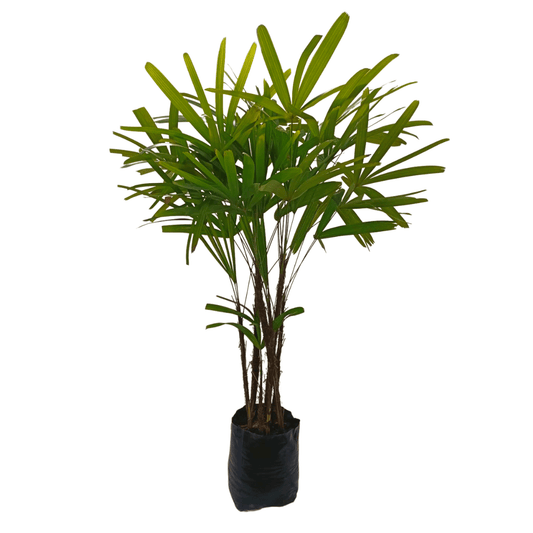 Palma raphis - Vivo Interior