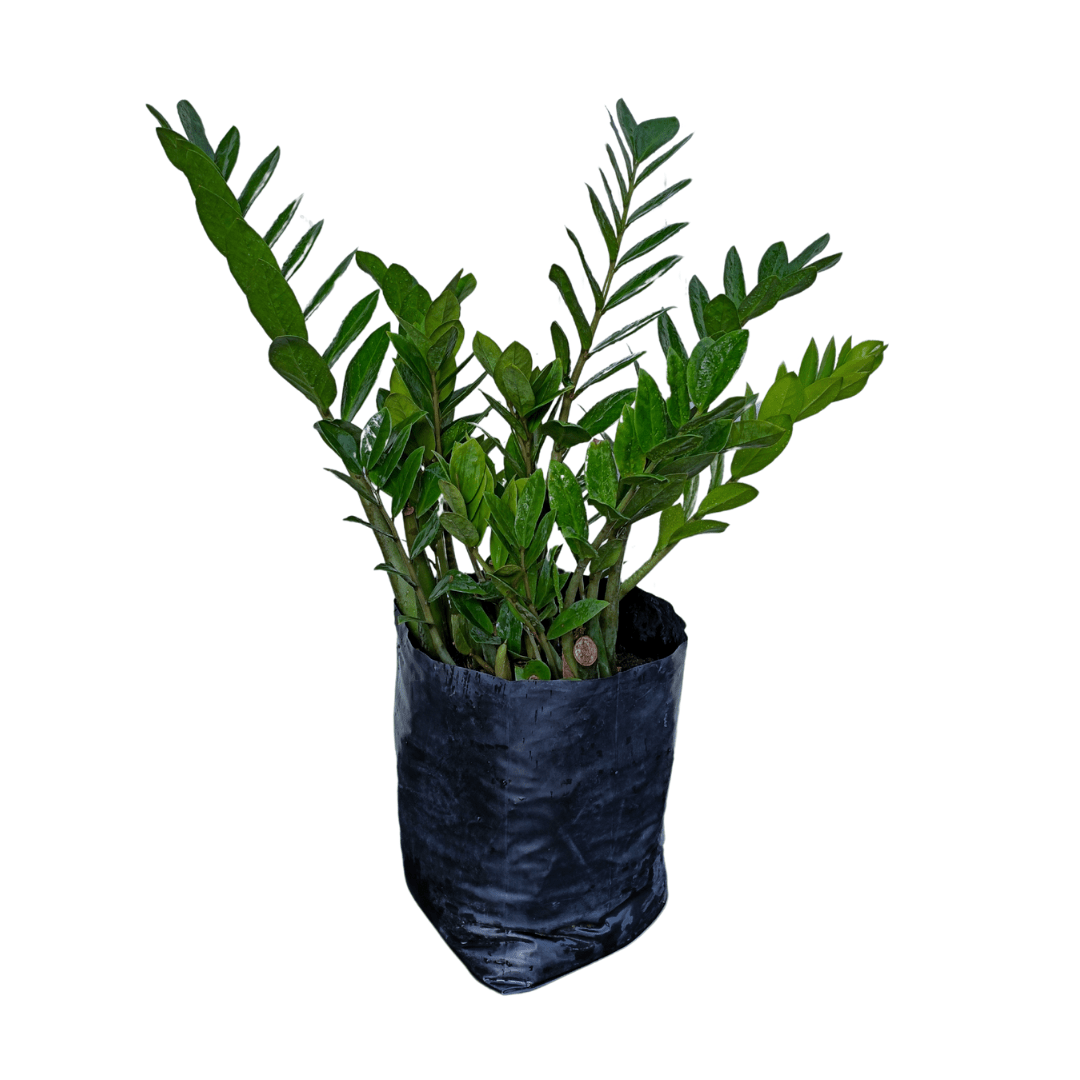 Palma Zamioculca - Vivo Interior