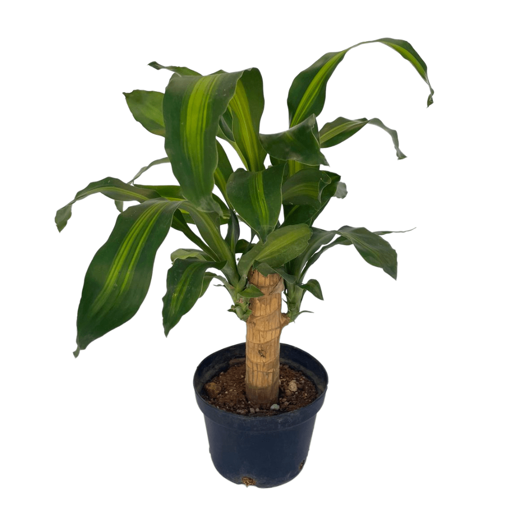 Palo de brasil - Vivo Interior