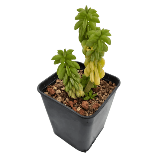 Peperomia Axilaris - Vivo Interior