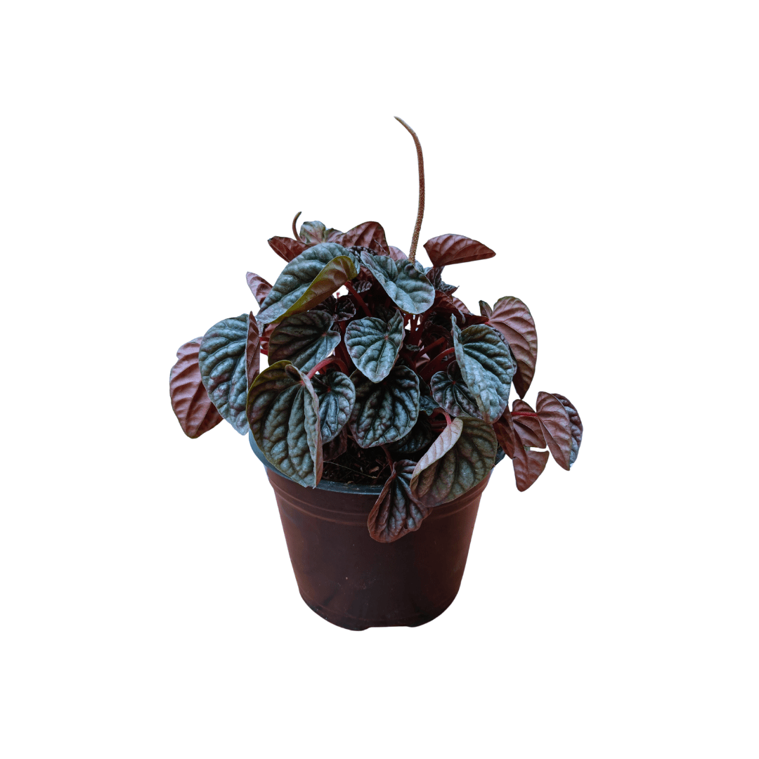Peperomia Cáscara de Nuez - Vivo Interior