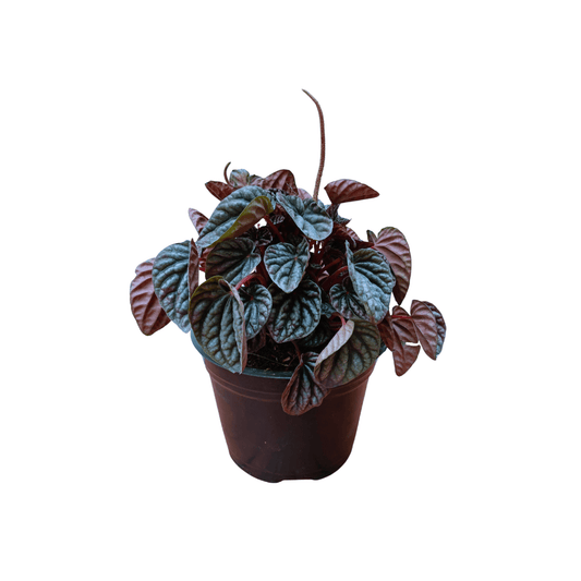 Peperomia Cáscara de Nuez - Vivo Interior