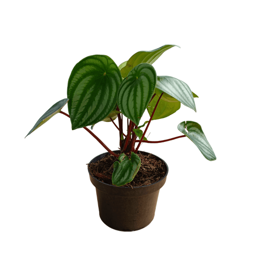 Peperomia Sandía - Vivo Interior