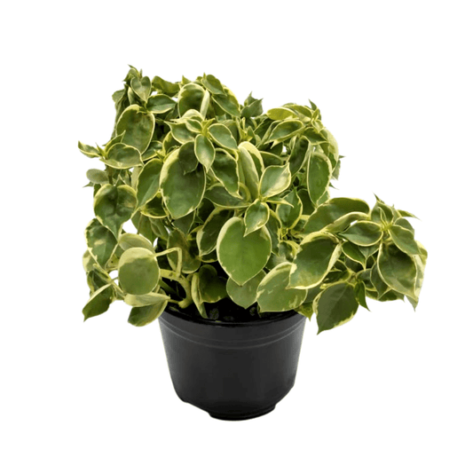 Peperomia Scandens Variegada - Vivo Interior
