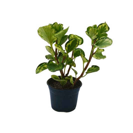 Peperomia Variegada - Vivo Interior