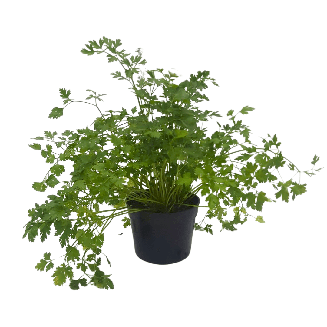 Perejil - Vivo Interior