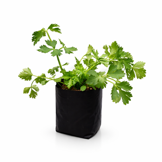 Planta de perejil natural en maceta Vivo Interior