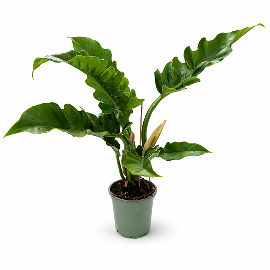Philodendron narrow escape en maceta con hojas alargadas y recortadas