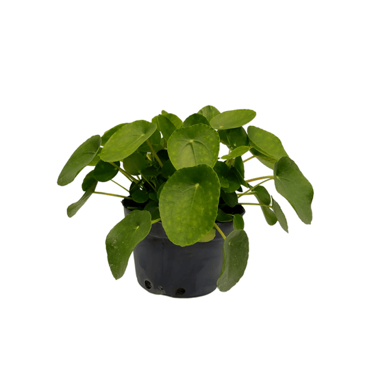 Pilea Peperomioides - Vivo Interior