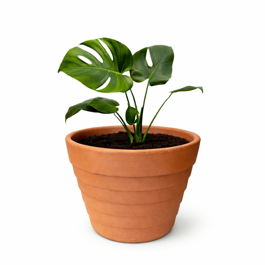 Piña con monstera - Vivo Interior