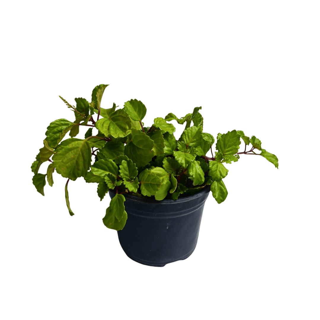 Planta del dinero - Vivo Interior