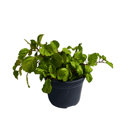 Planta del dinero - Vivo Interior