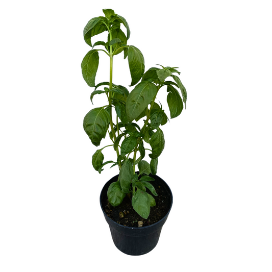 Albahaca
