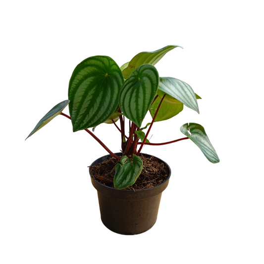 Peperomia Sandía