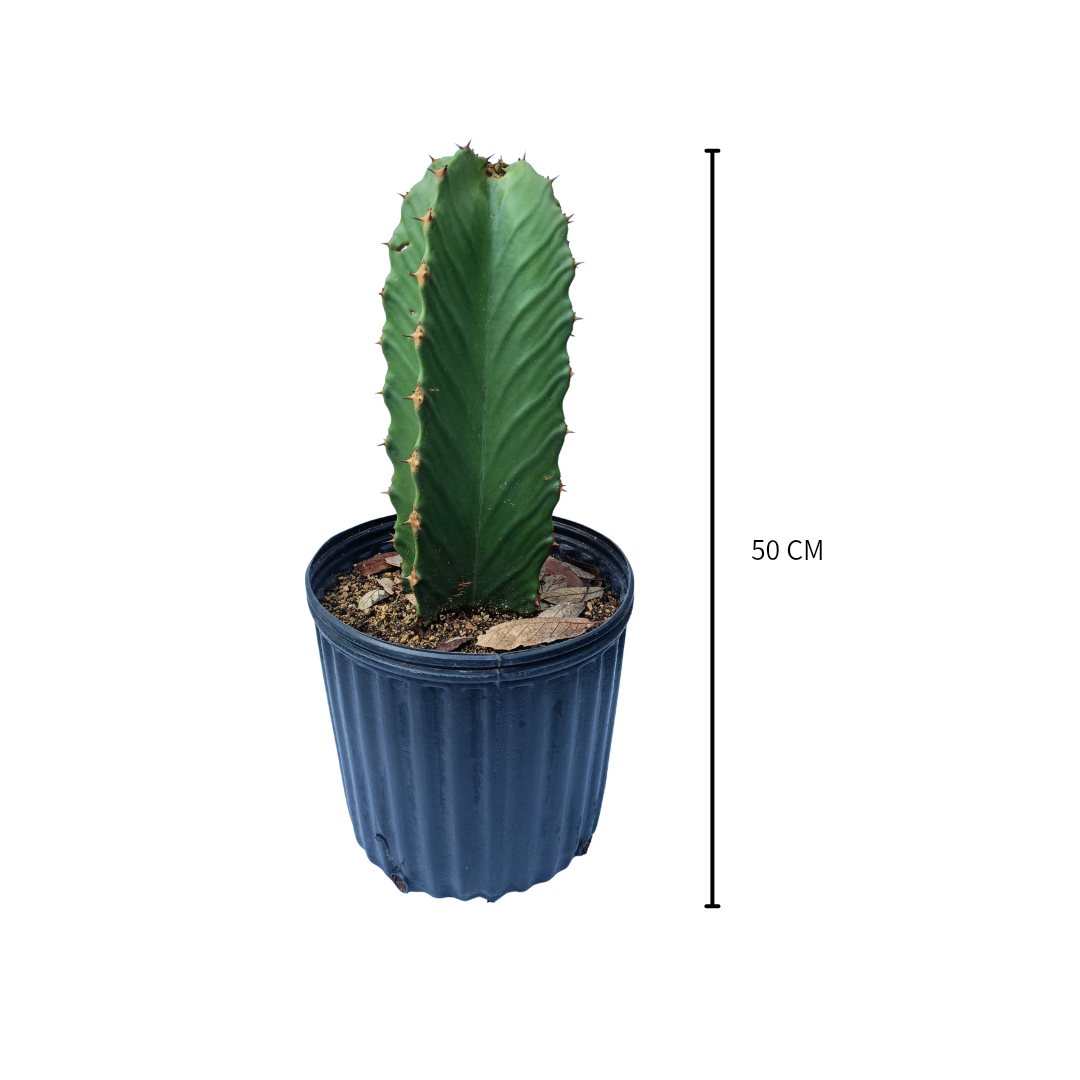 Euphorbia Ingens