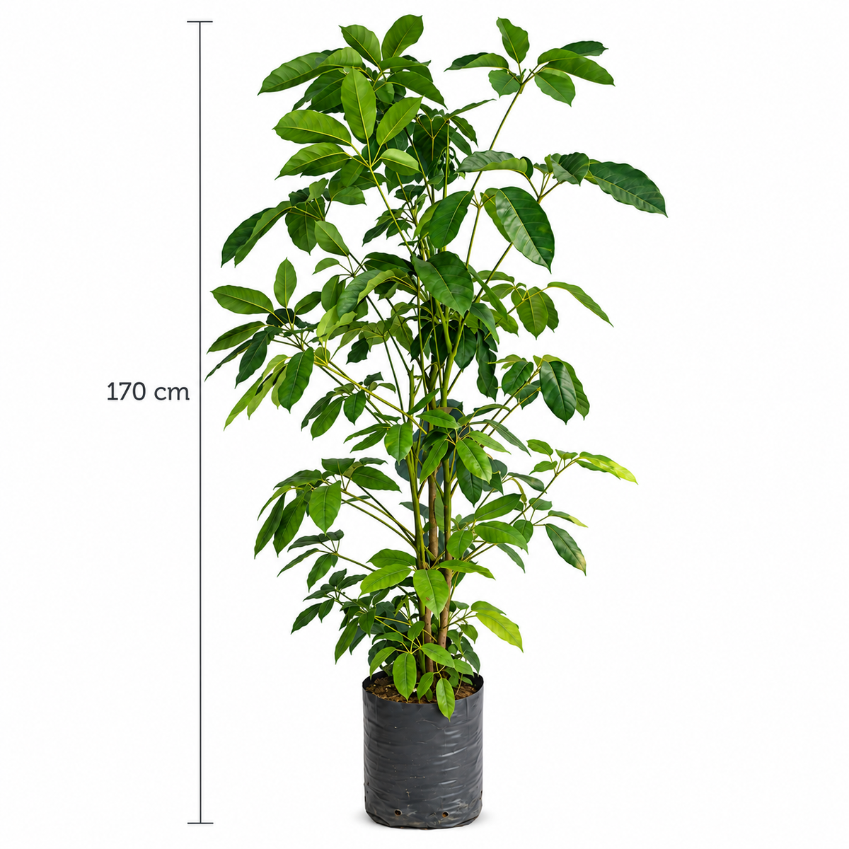 Aralia schefflera