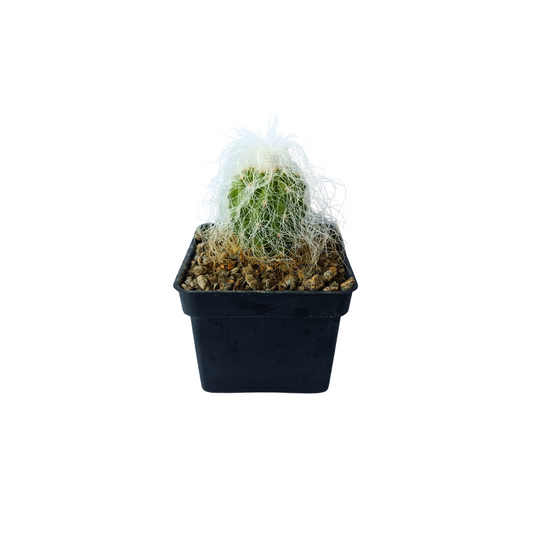 Cephalocereous Senilis