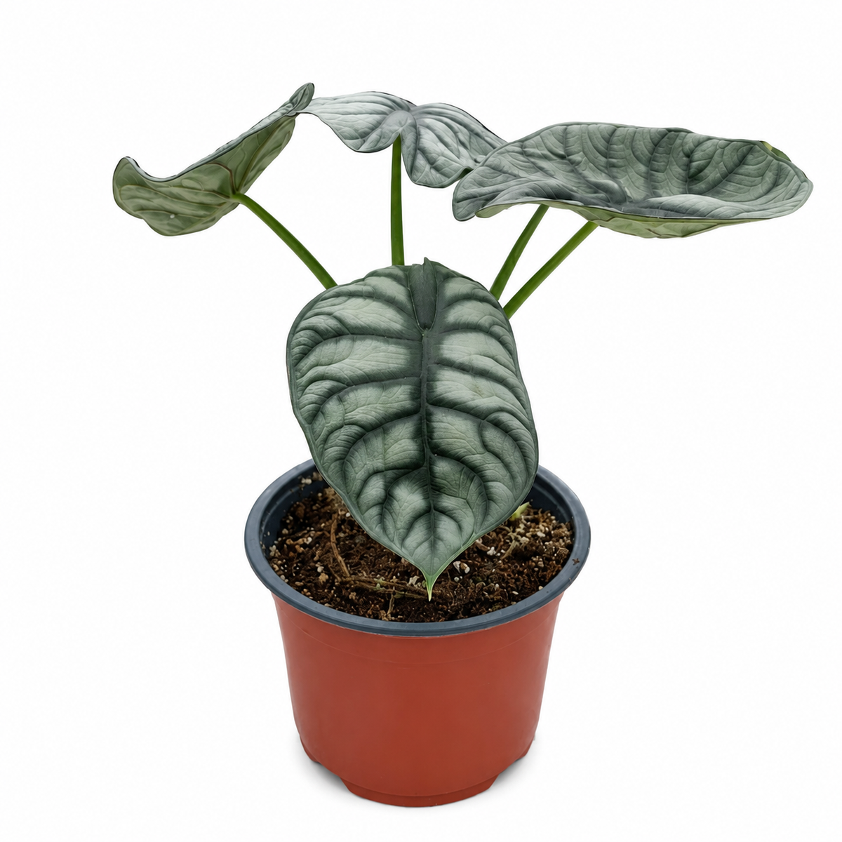 Alocasia silver dragon