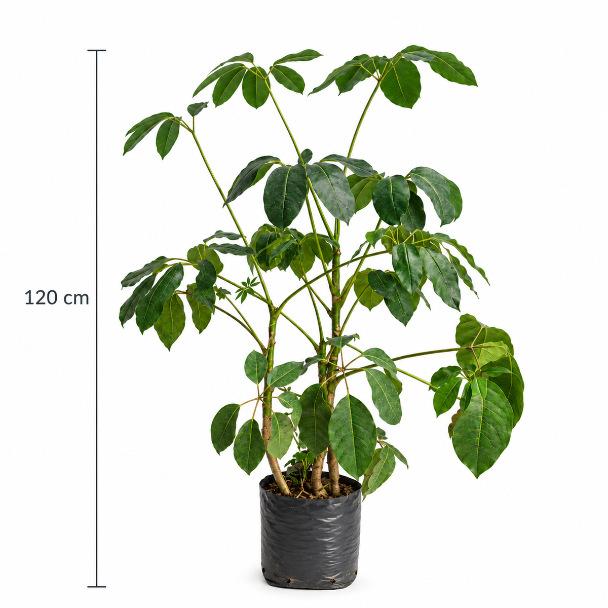 Aralia schefflera