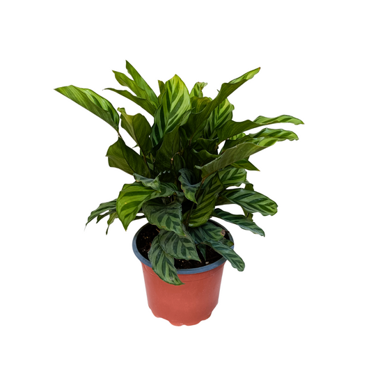 Calathea Freddy