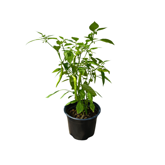 Chile Serrano