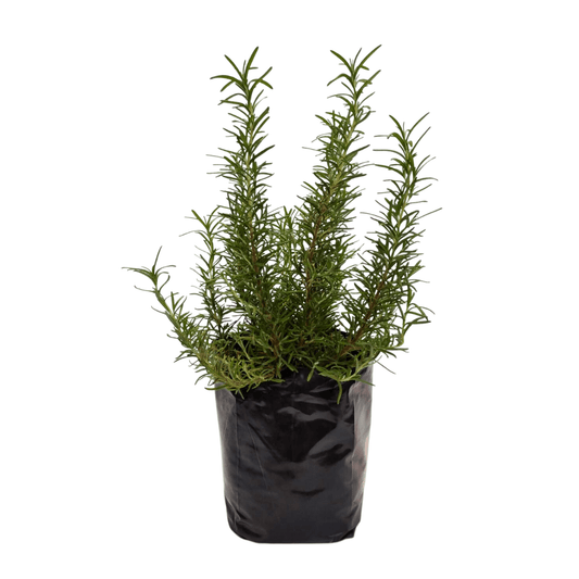 Romero - Vivo Interior