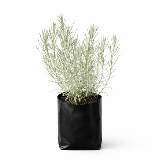 Romero nuez planta aromática de hojas finas color verde gris