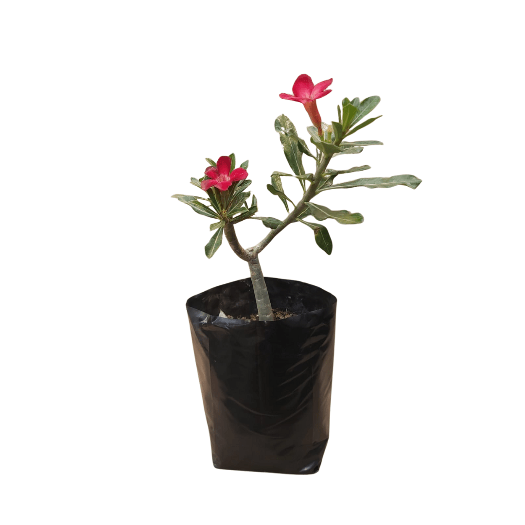 Rosa del Desierto - Vivo Interior