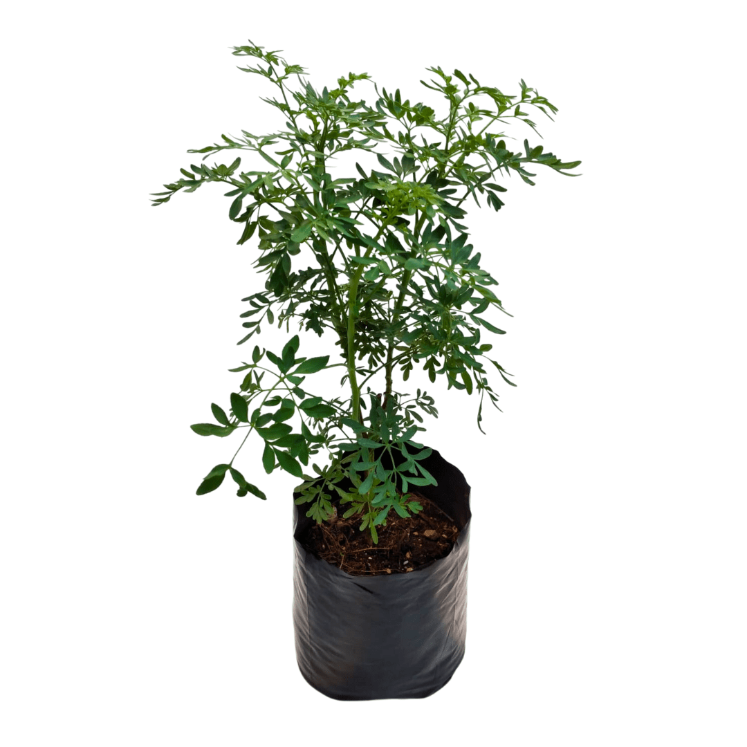 Ruda - Vivo Interior